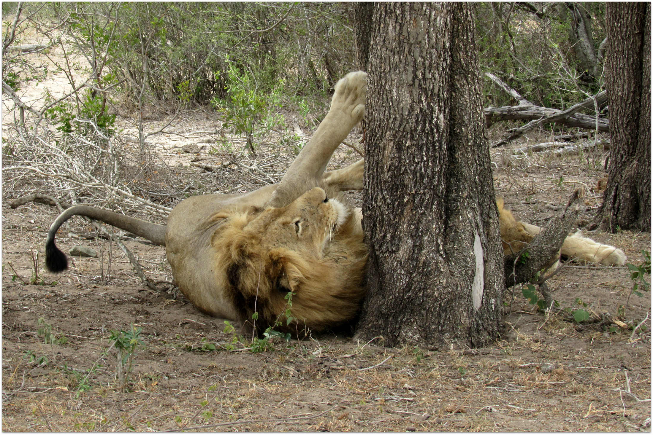Laz Mashaba🇿🇦🇿🇦 banner