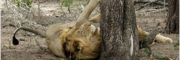 Mashabalm Profile Banner