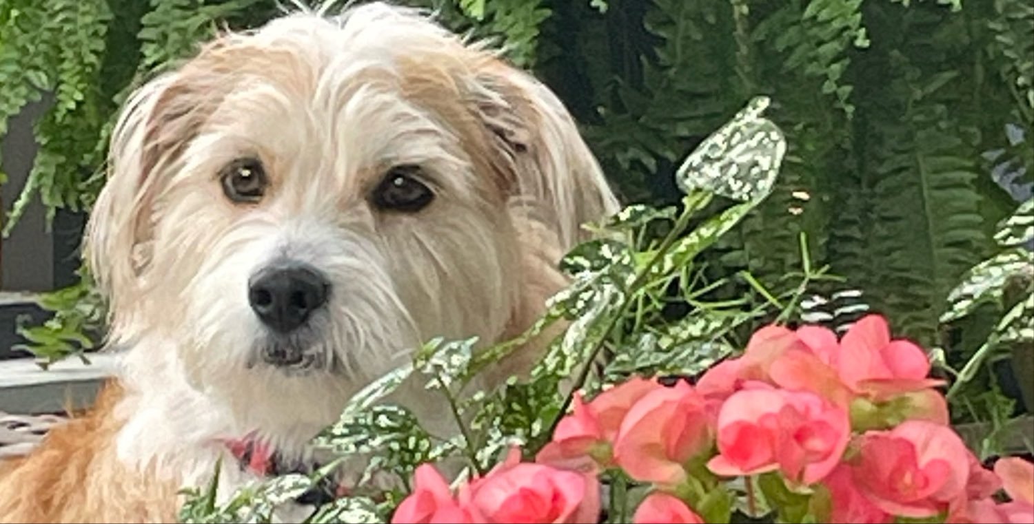 BonnieMackSmith's profile banner image