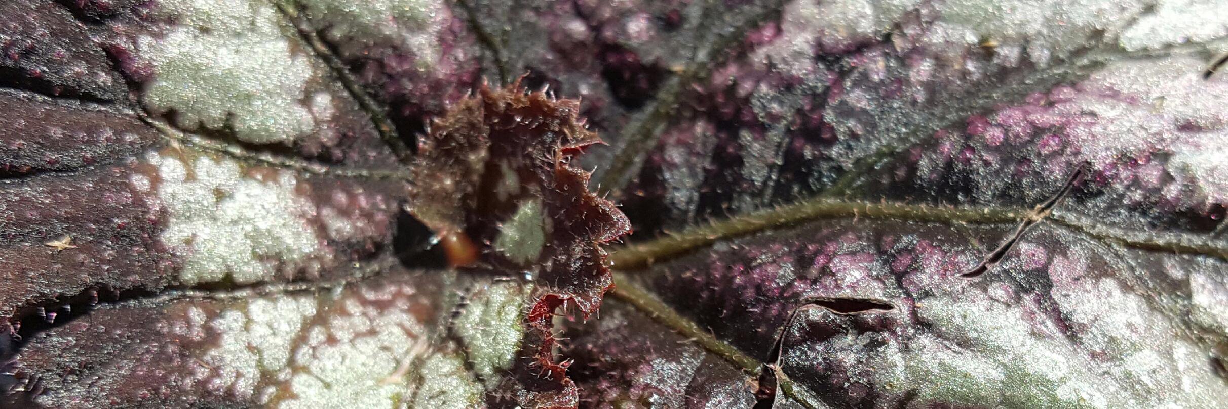 Teirusu Reynard テイルス レイナード 🇺🇲 banner