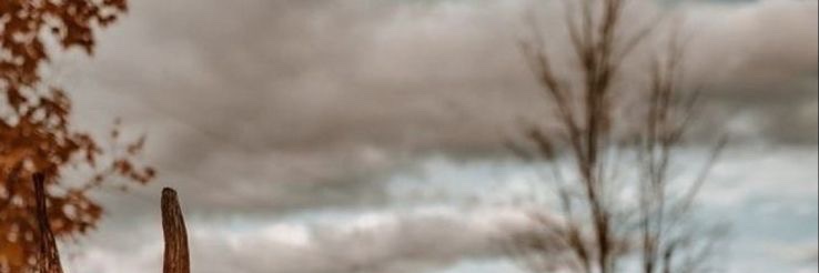 Feraleeman's profile banner image