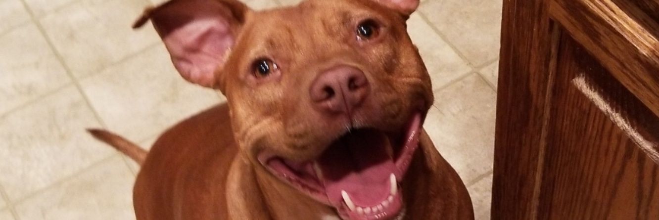 Ryan The Lion™ banner