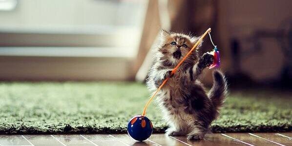 CatOverdose's profile banner image