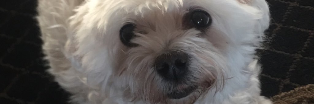 jillybeanbabe16's profile banner image