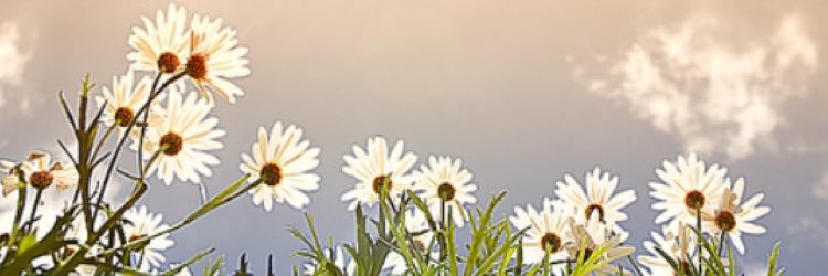 PiperBrown2's profile banner image
