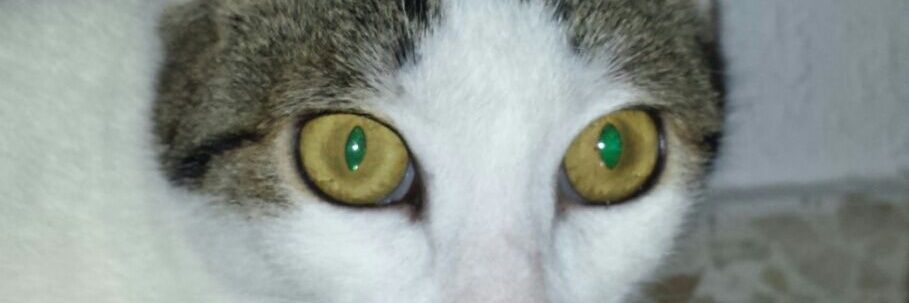 carlilloillo's profile banner image