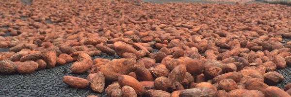 uncommoncacao Profile Banner