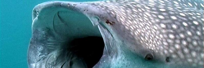 Pipwhale's profile banner image