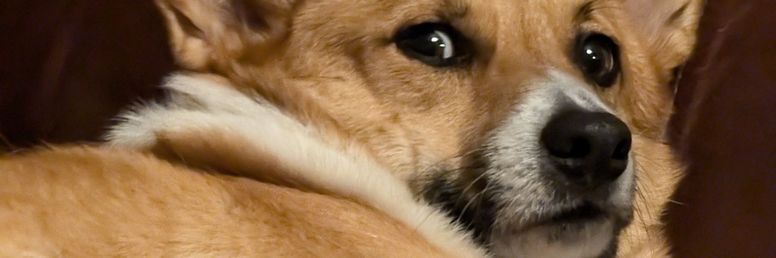 Corkythacorgi's profile banner image