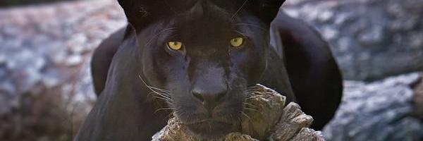 JustxRJ's profile banner image