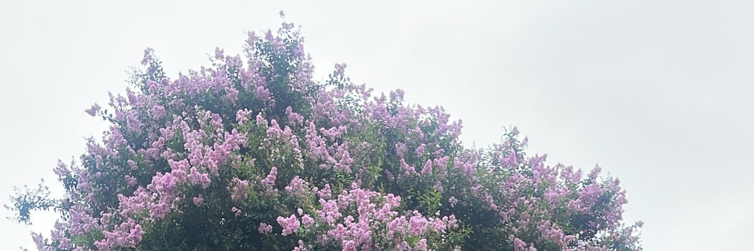 BlancaEB3's profile banner image