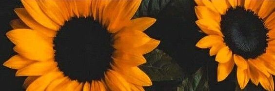 CayteBee's profile banner image