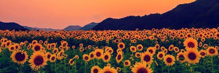 kierasydney's profile banner image