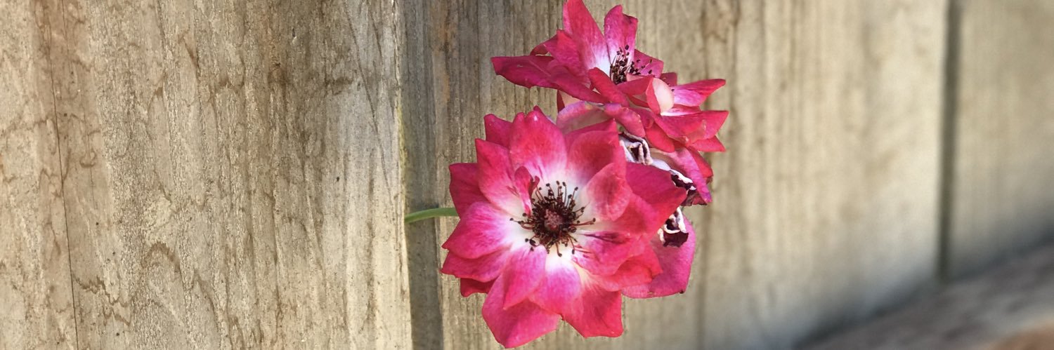 Christine Farabaugh banner