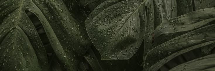 𝖠𝗀𝗇𝖾𝗌 banner