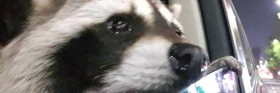 sammy_sham's profile banner image