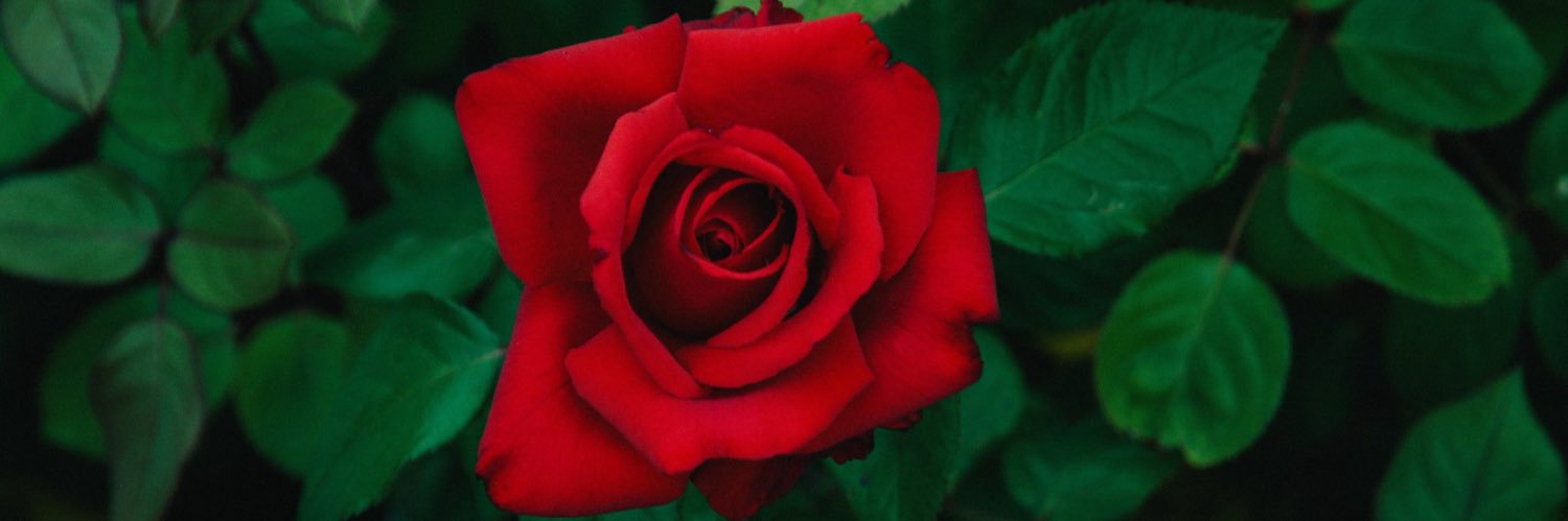 pinkyp0p's profile banner image