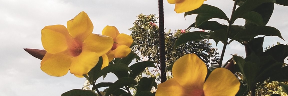 jaiaags's profile banner image