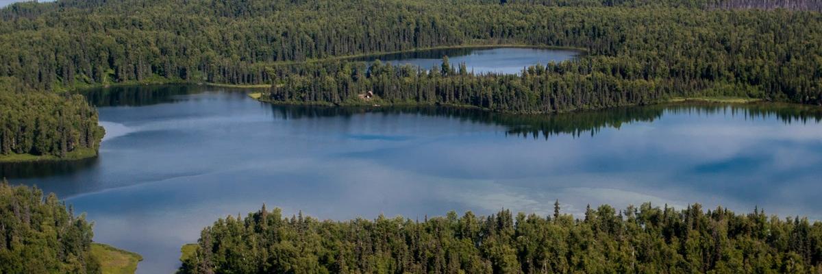 Lily Hamilton banner