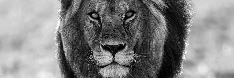 decolonize_dimi's profile banner image