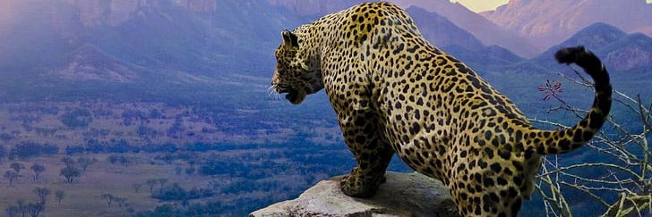 alexpro_pro's profile banner image
