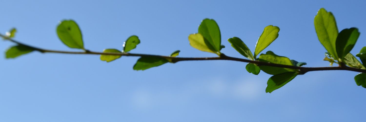 solya_wbm's profile banner image
