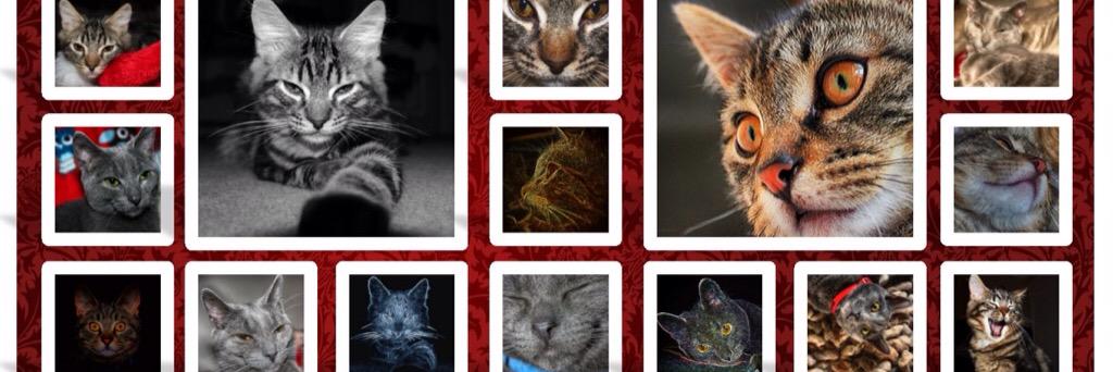 catzpics's profile banner image
