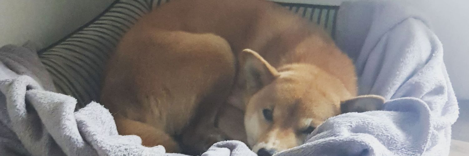 rhedy's profile banner image