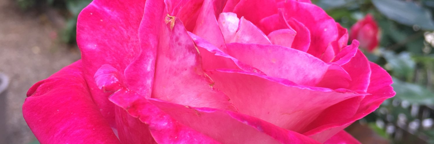 IngridK1964's profile banner image