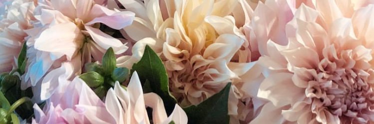 usagimipyon96's profile banner image
