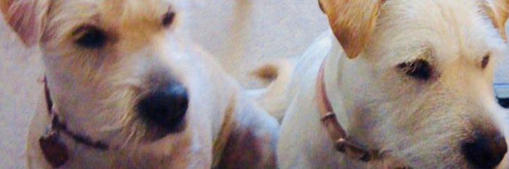 LdyJstc's profile banner image