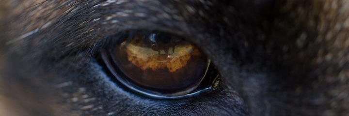 bxsnake's profile banner image