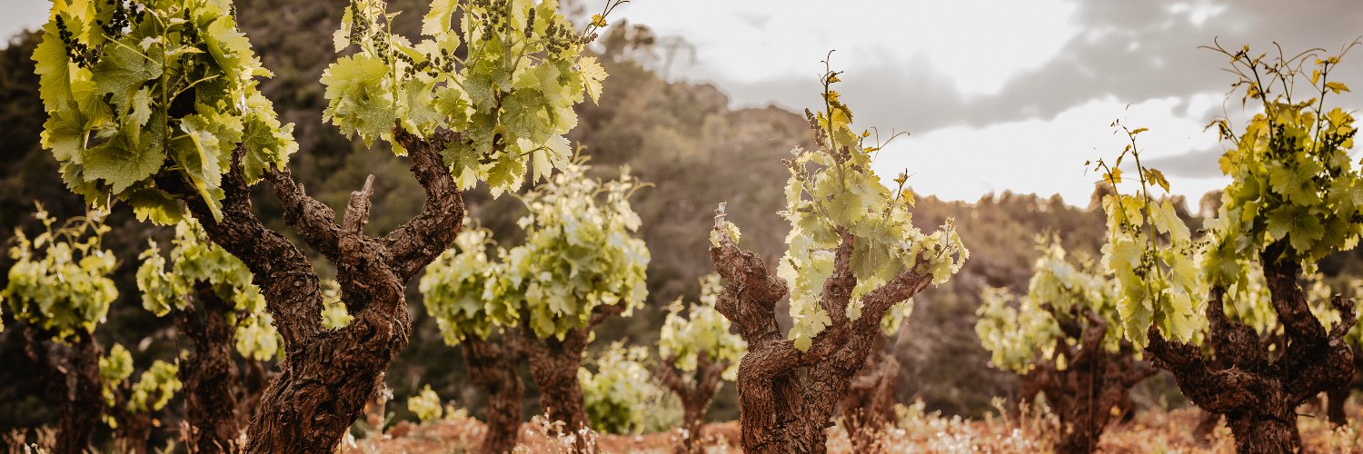 Celler Masroig banner