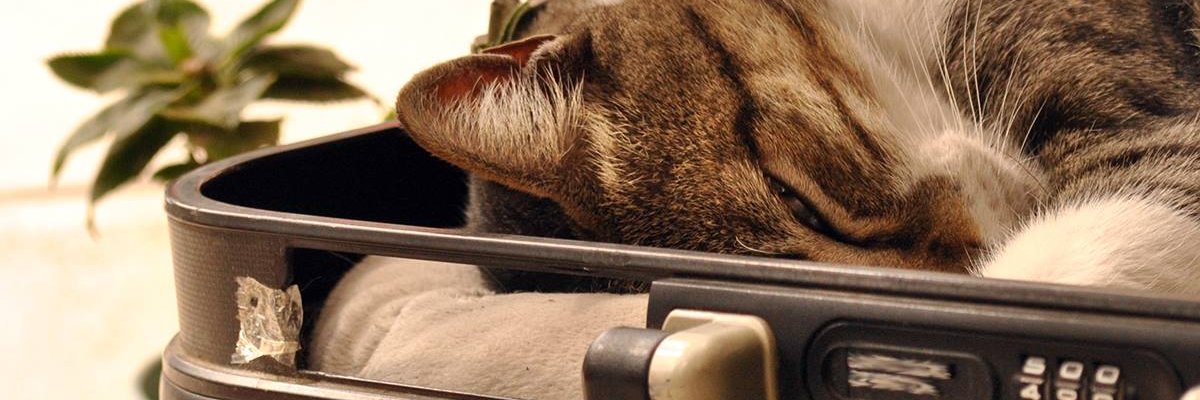 Garros Todo en Gatos banner