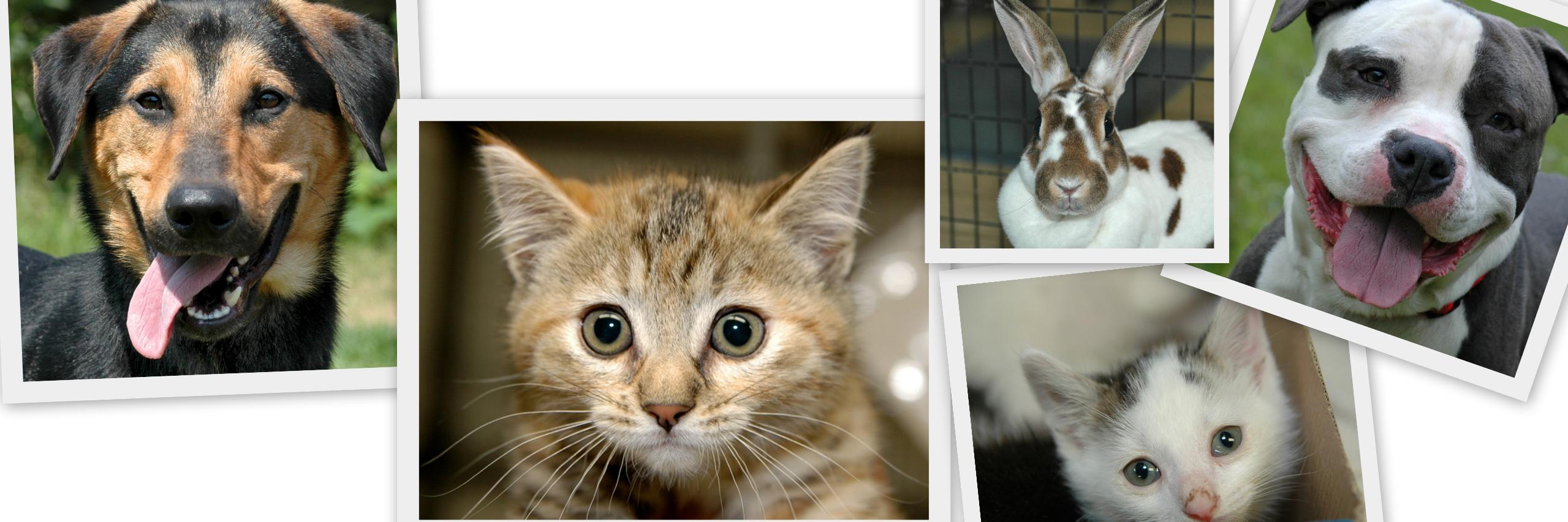 Mohawkhumane's profile banner image