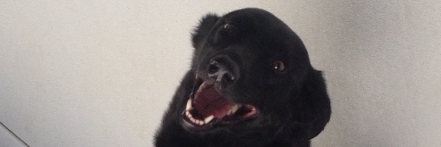 Wooftown's profile banner image