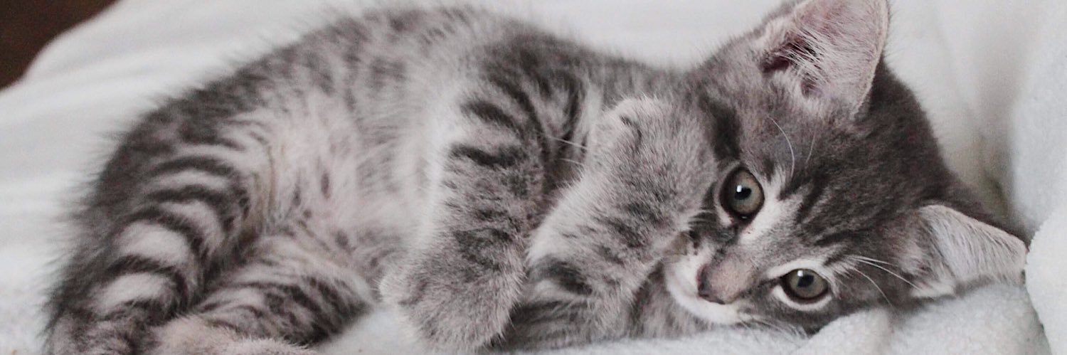 elishebaa_'s profile banner image