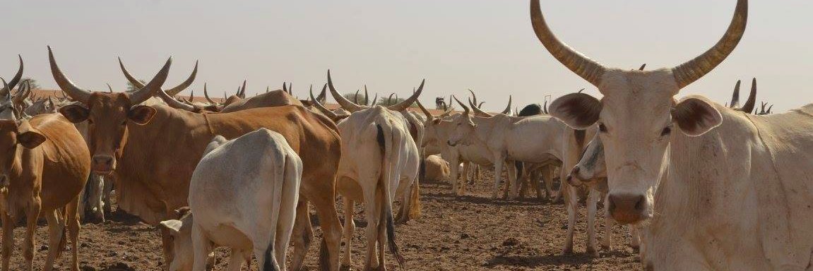 Alex Orenstein 🐂🐪🗺️ banner