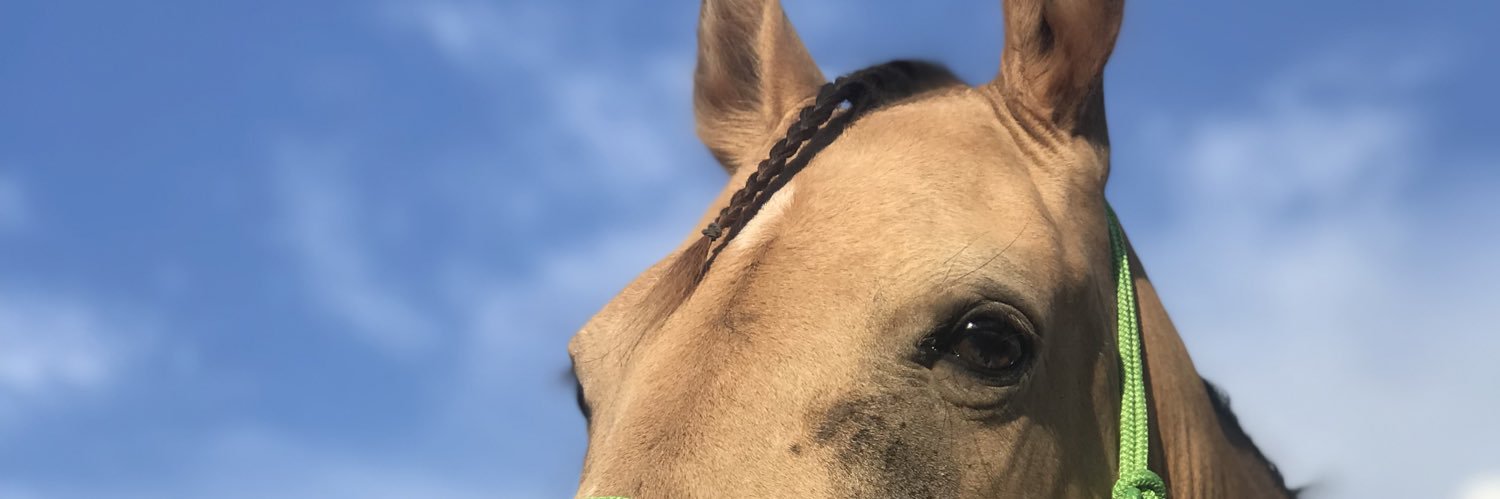 TracieBDT's profile banner image
