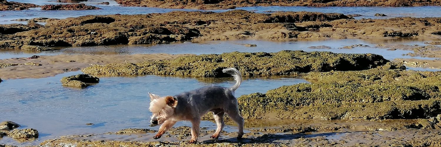 José Manuel Sedeño banner