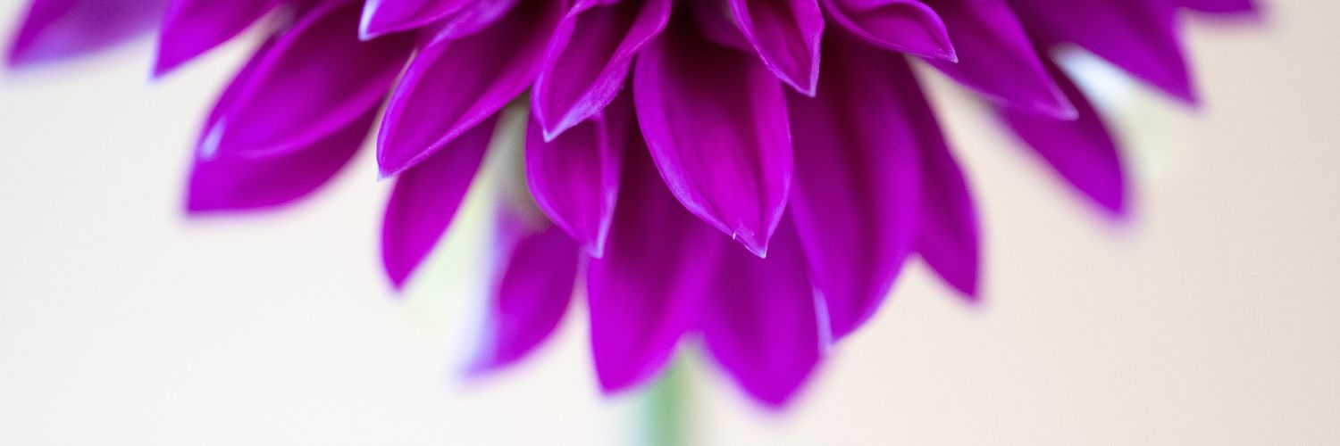 JaneBergerPhoto's profile banner image