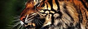 Pablowali's profile banner image