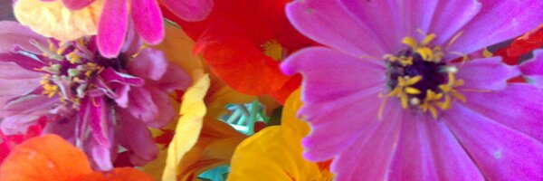 JoAnReinhoudt Profile Banner