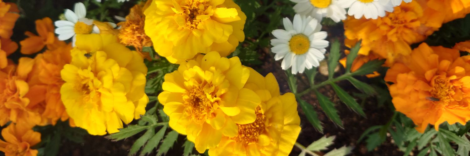 sy_865's profile banner image