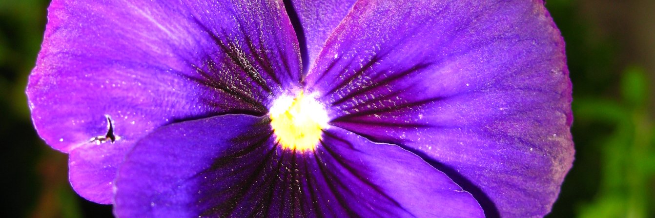 Kimberly Speaker banner