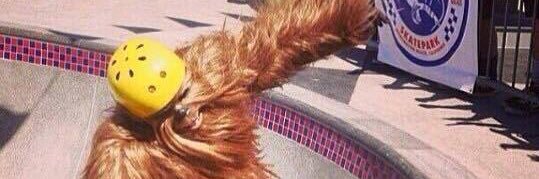 Dario Chicaiza banner