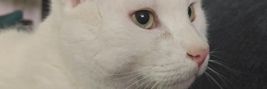 Lunadeaguacate's profile banner image