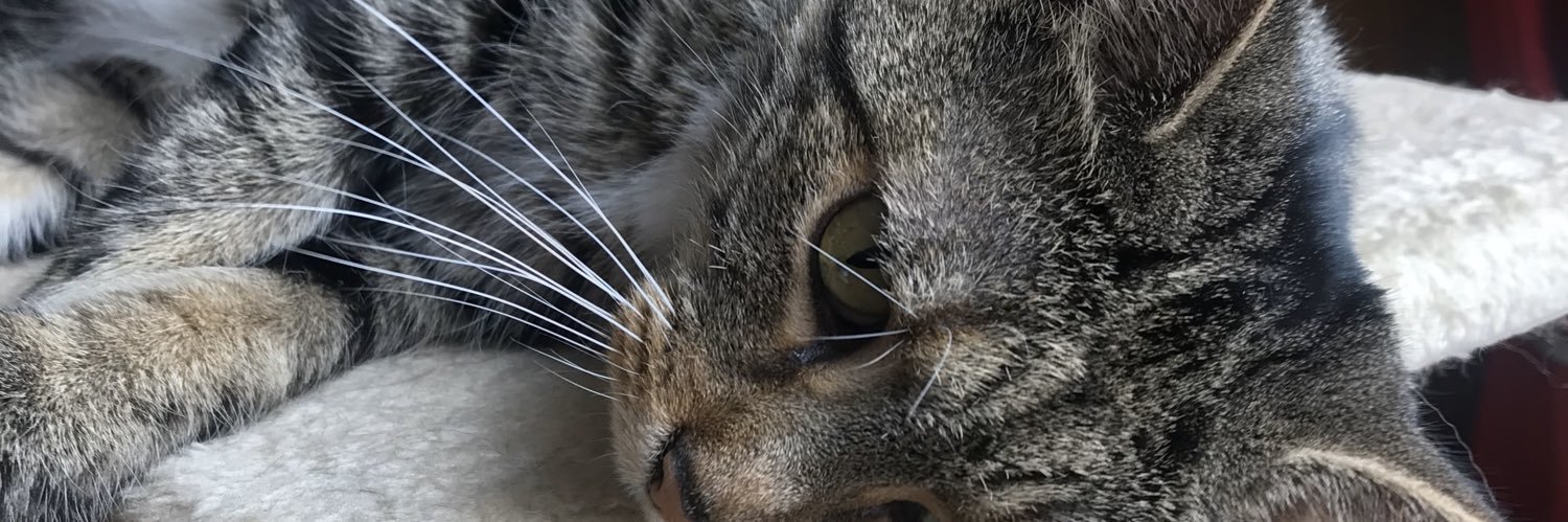 MissHoneybutt's profile banner image