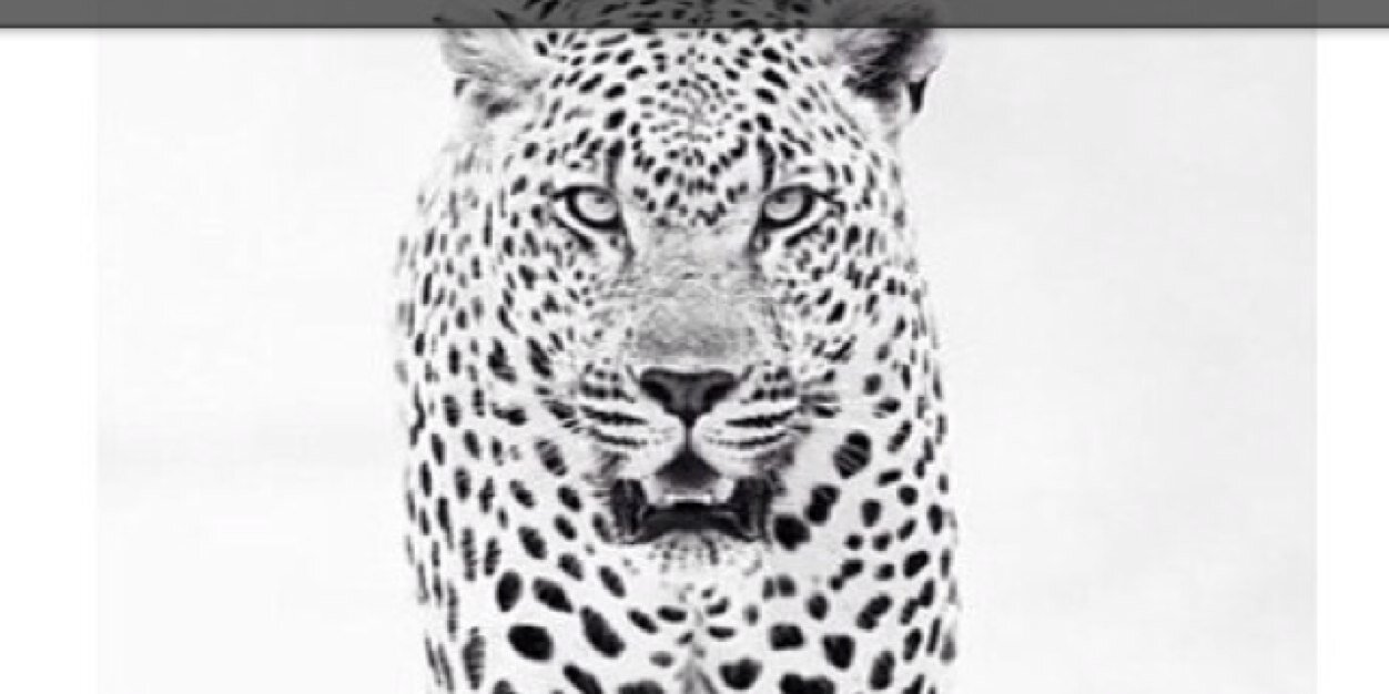 matthewbrendel's profile banner image
