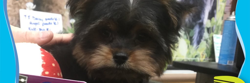 ItsReallyNiS's profile banner image